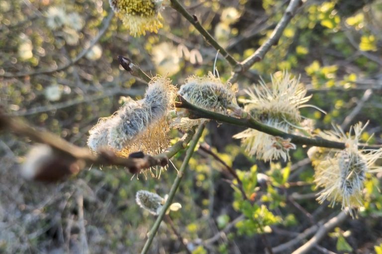 Allergien-Kompass zum besseren Verständnis bei Kinder und natürlich auch Erwachsene Wie entstehen Allergien, was passiert im Körper, was hilft im Notfall, Naturheilpraxis Christa Born Heilpraktiker Saarland